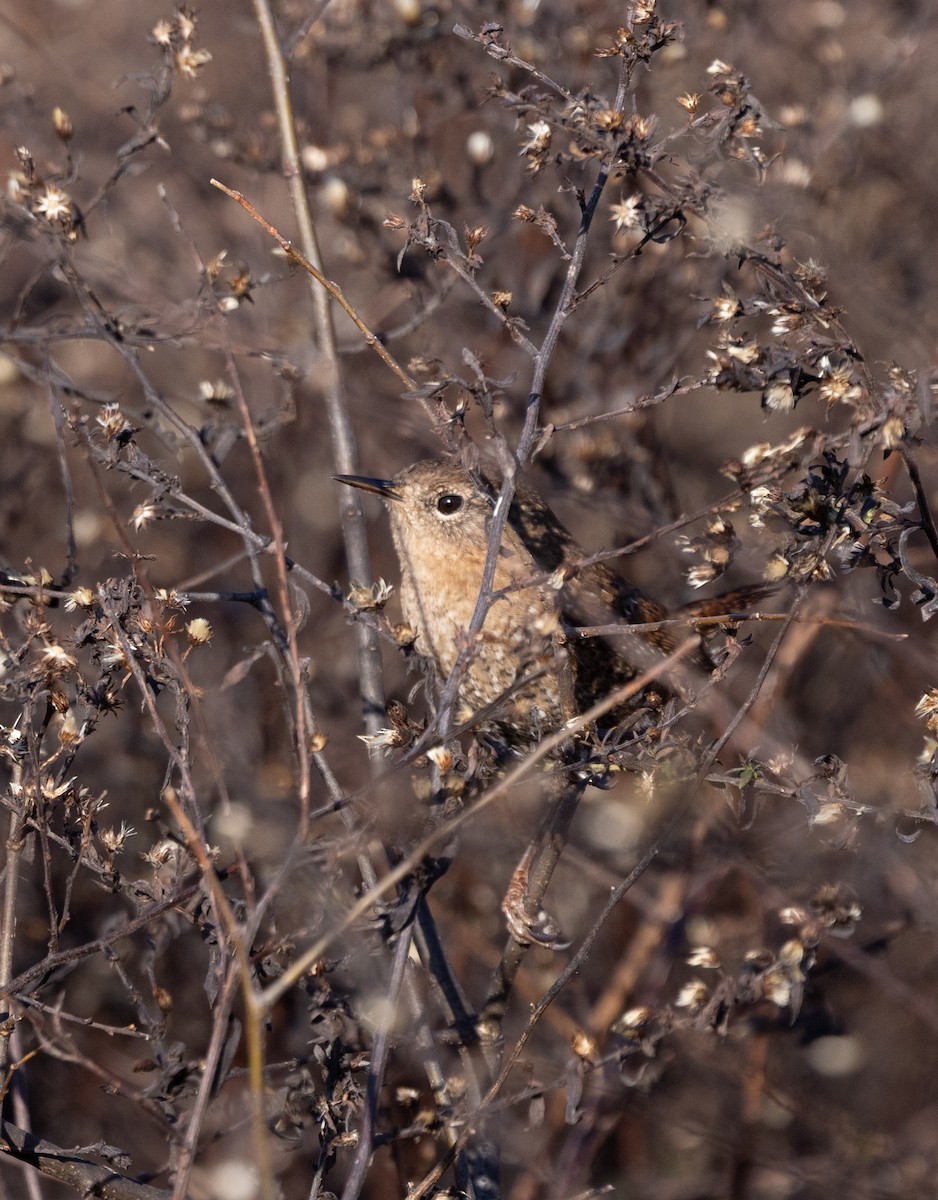 Winter Wren - ML646120684