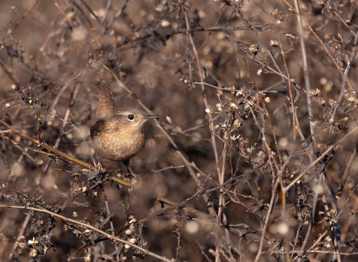 Winter Wren - ML646120685