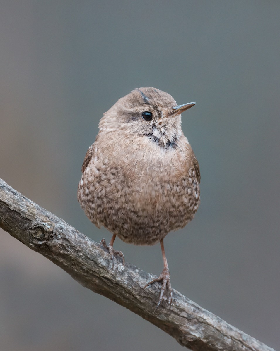 Winter Wren - ML646120687