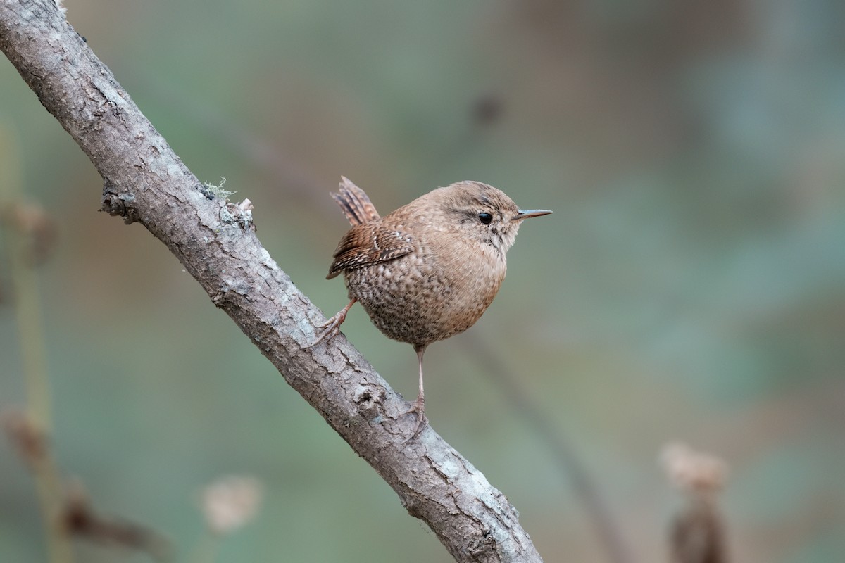 Winter Wren - ML646120688