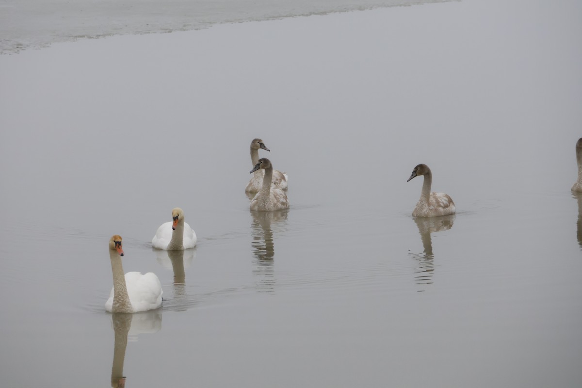 Mute Swan - ML646120689