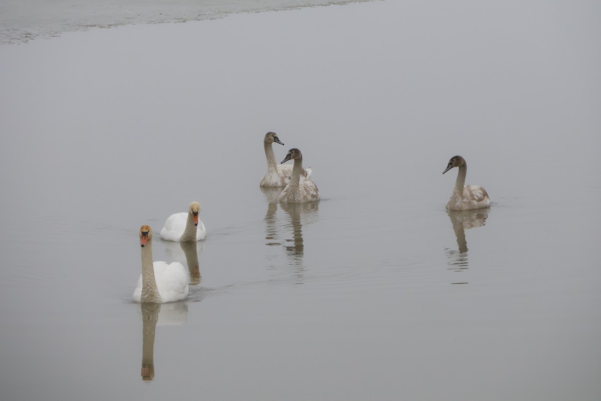 Mute Swan - ML646120690