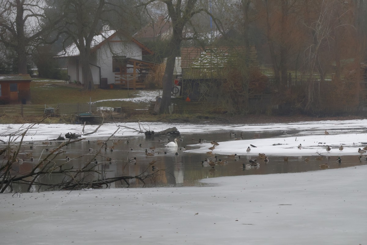 Mute Swan - ML646120691
