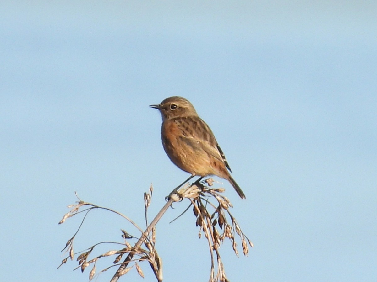 European Stonechat - ML646120693