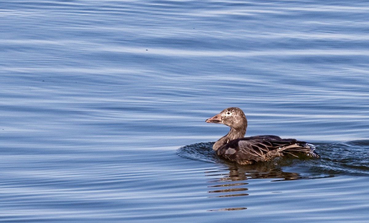 Snow Goose - ML646120695