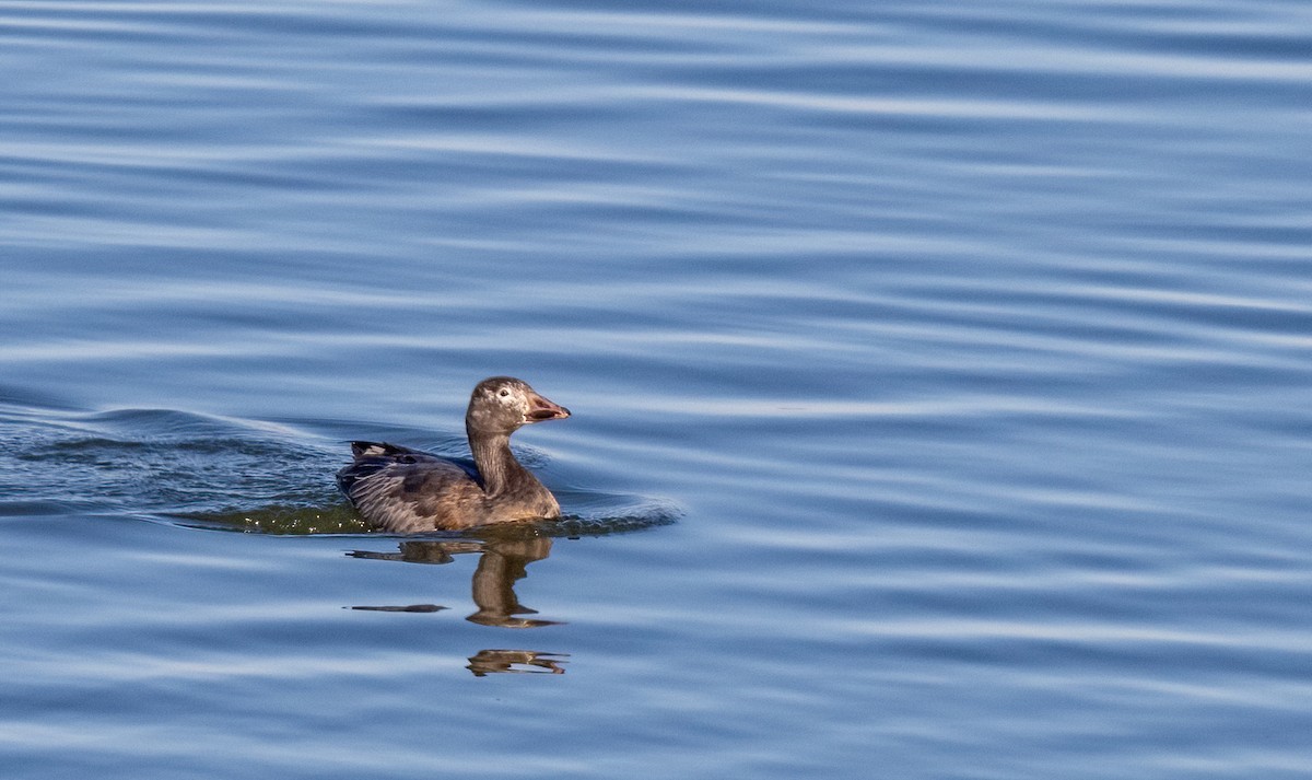 Snow Goose - ML646120696
