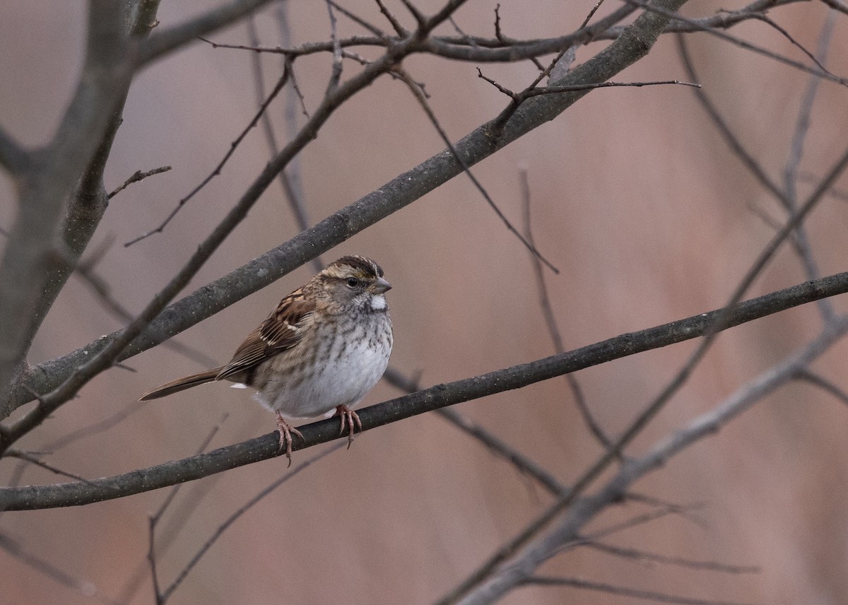 White-throated Sparrow - ML646120698