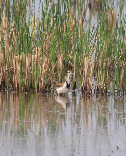 fasanbladhøne - ML646120699