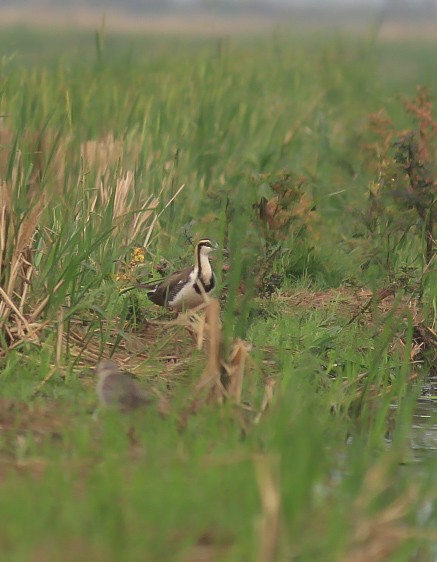 fasanbladhøne - ML646120700