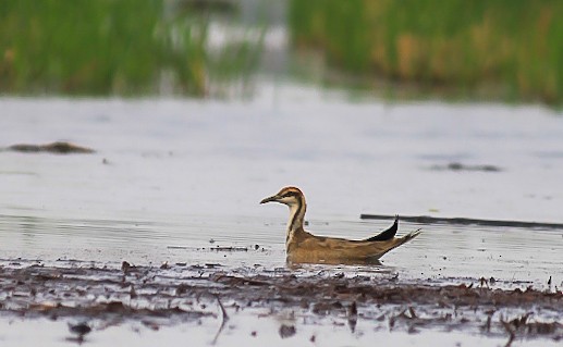 fasanbladhøne - ML646120701