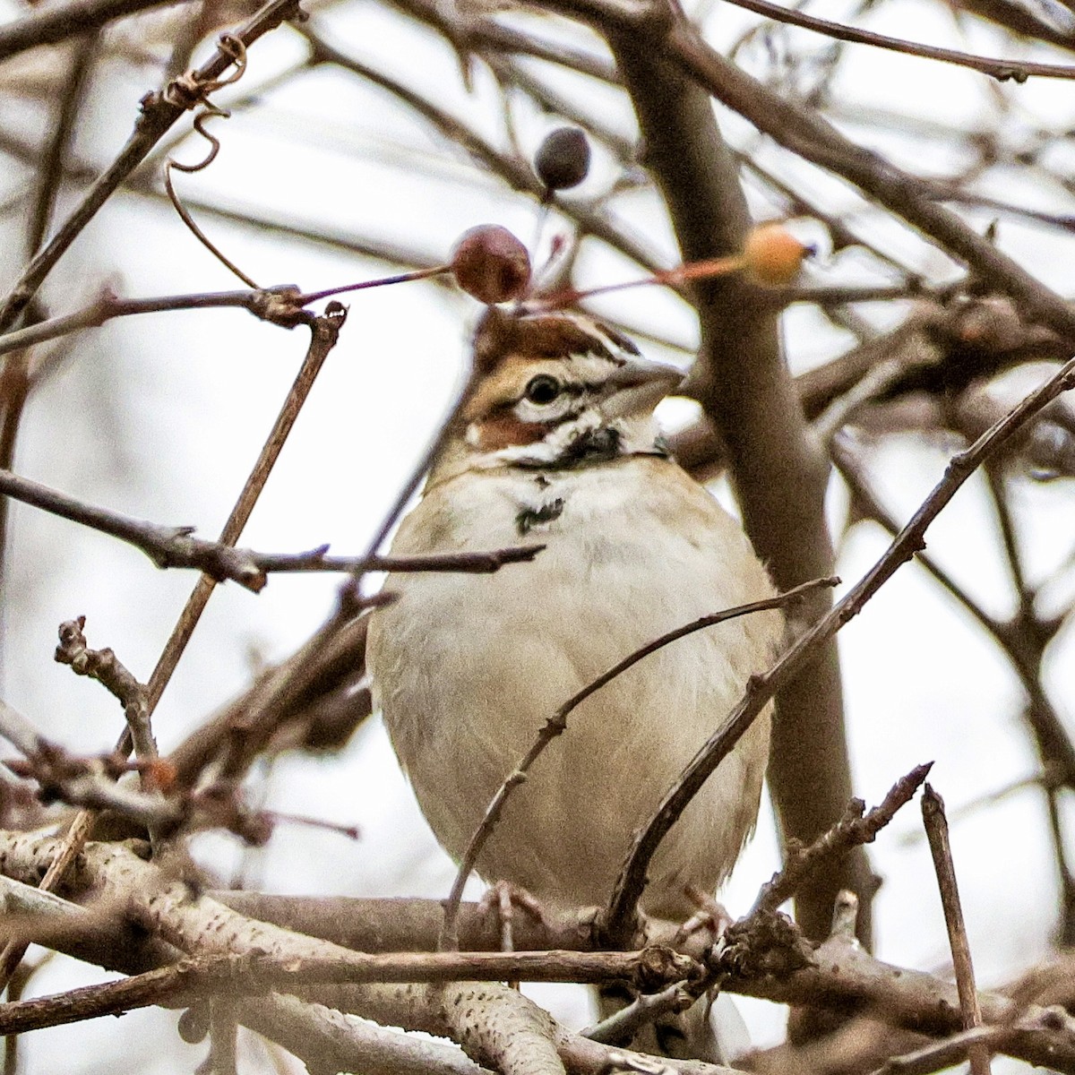 Lark Sparrow - ML646120703