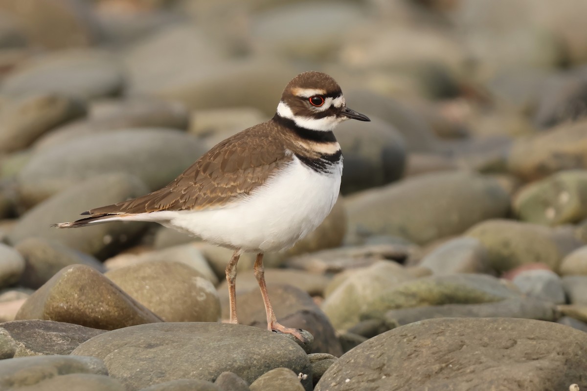 Killdeer - ML646120704
