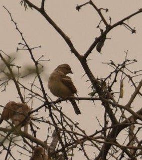Yellow-throated Sparrow - ML646120705