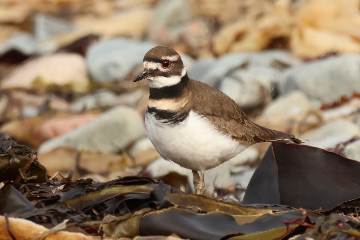 Killdeer - ML646120709