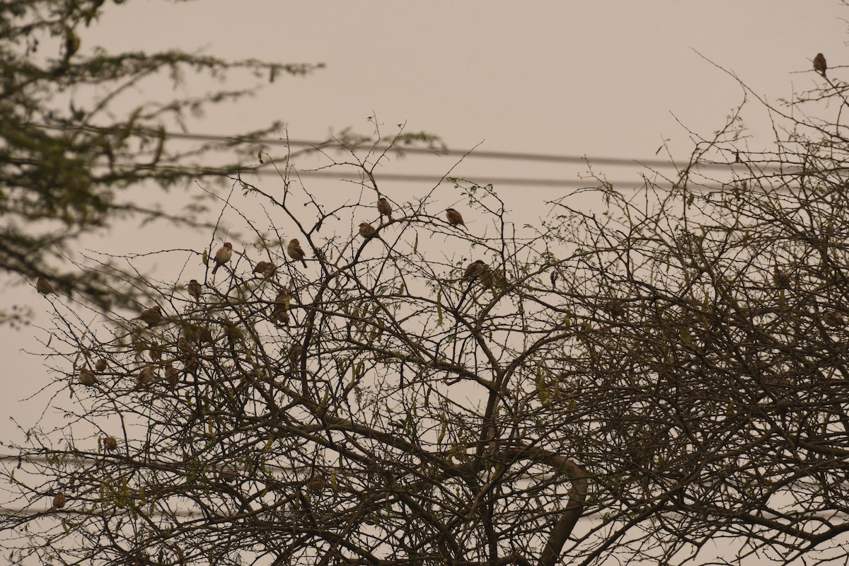 Yellow-throated Sparrow - ML646120710