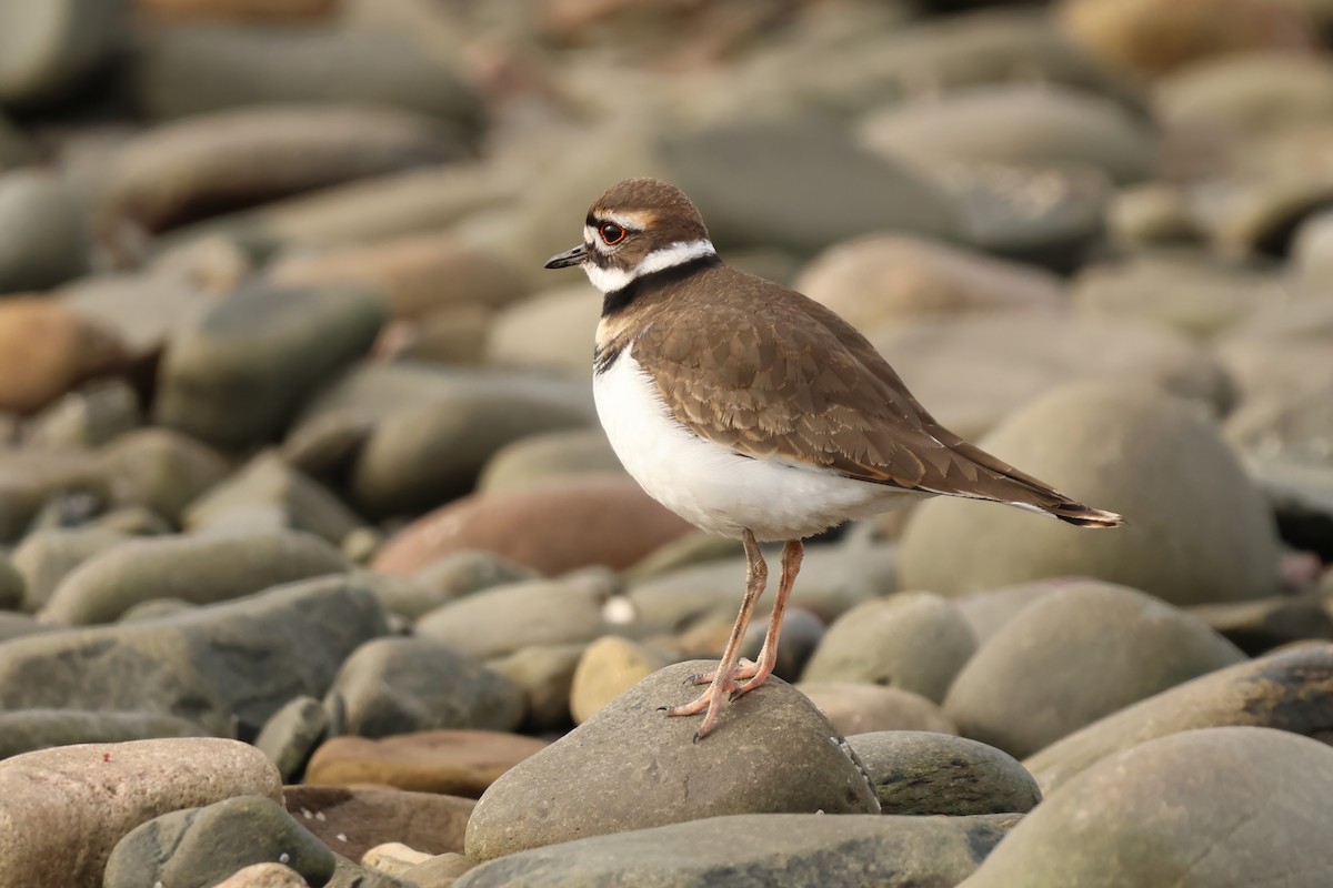 Killdeer - ML646120711
