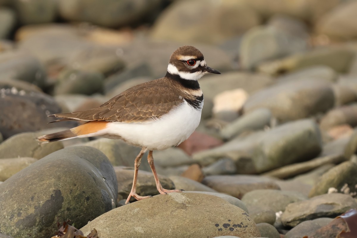 Killdeer - ML646120715