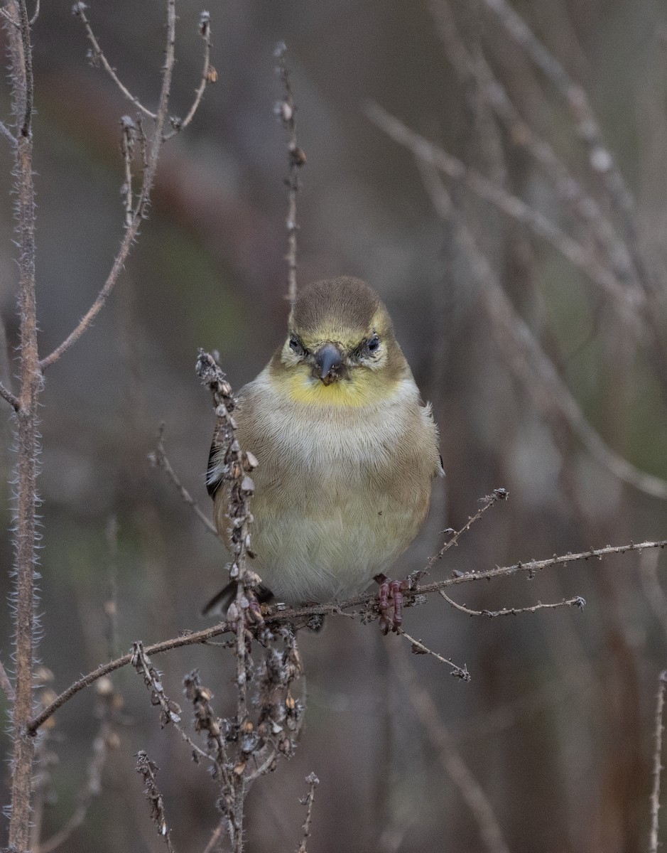American Goldfinch - ML646120718
