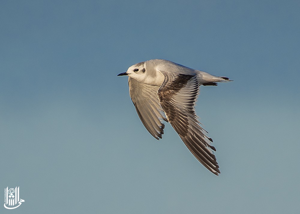 Little Gull - ML646120719