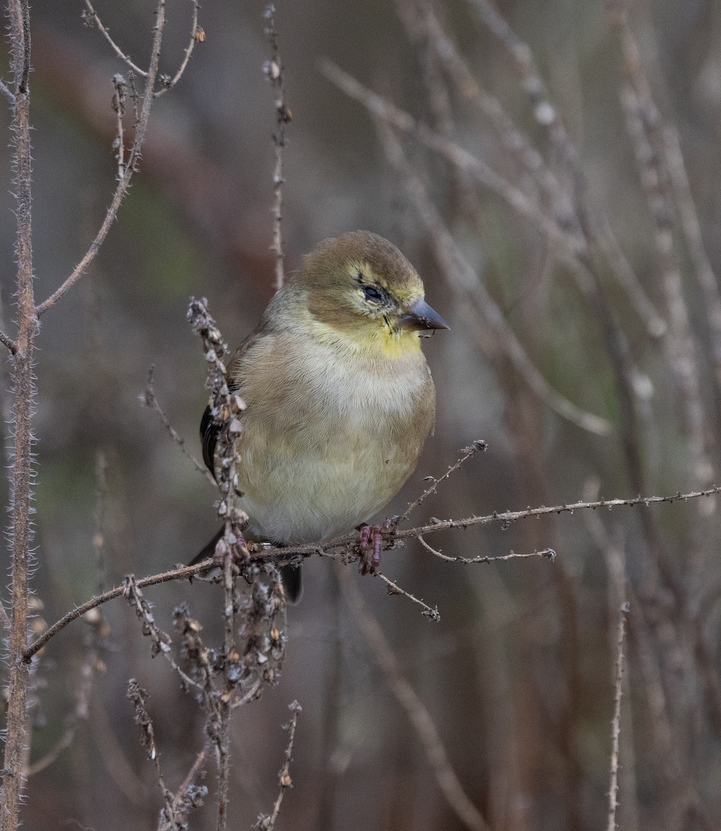 American Goldfinch - ML646120720