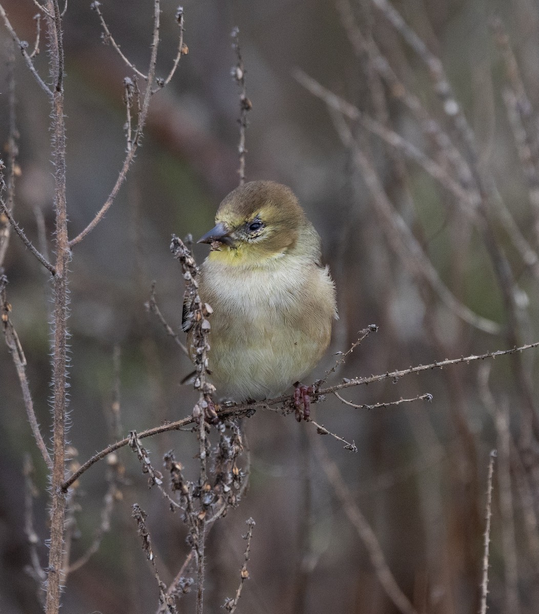 American Goldfinch - ML646120721