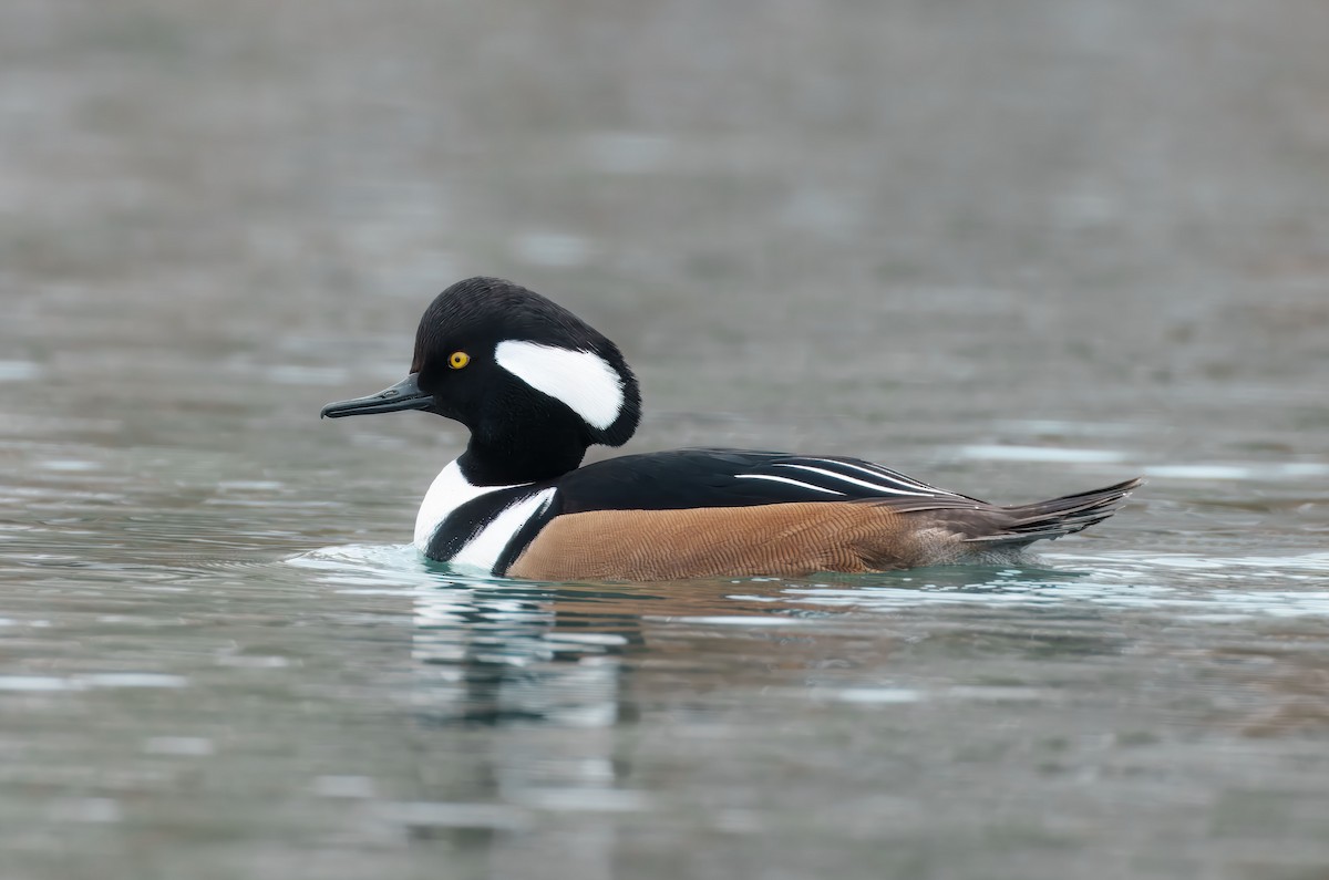 Hooded Merganser - ML646120723