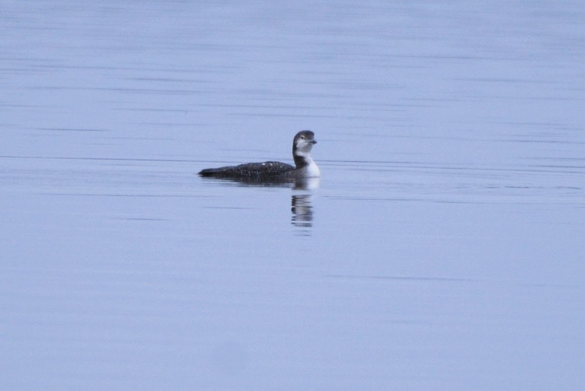 Common Loon - ML646120725