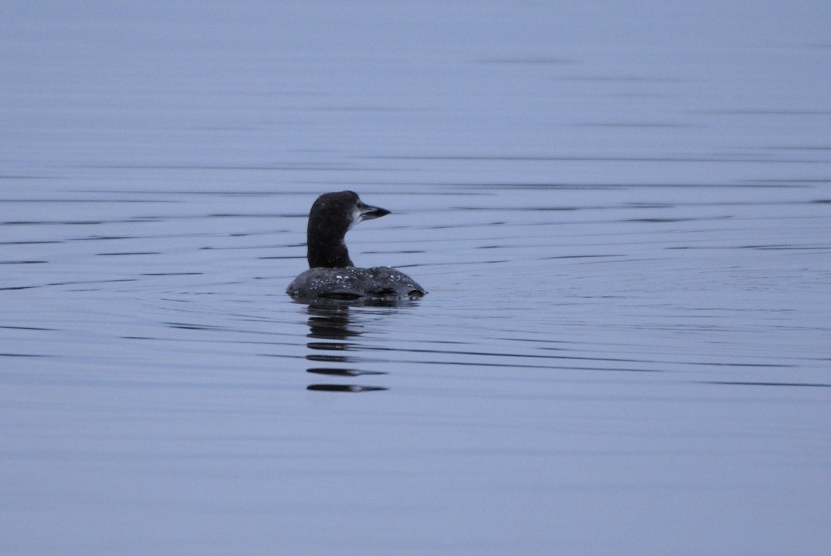 Common Loon - ML646120726