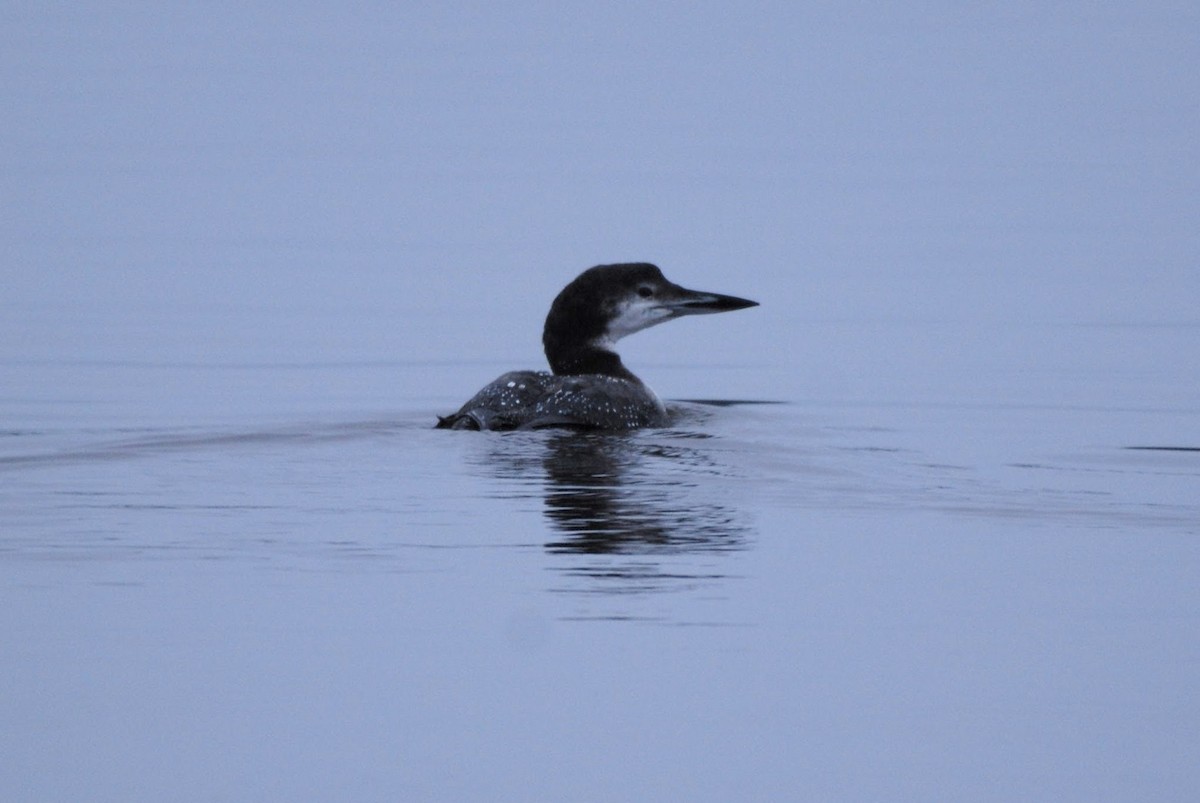 Common Loon - ML646120727