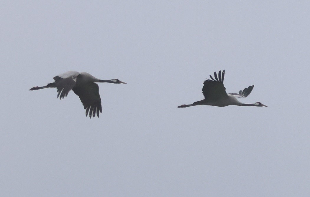 jeřáb popelavý - ML646120737