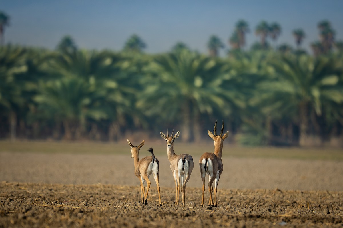 Mountain Gazelle - ML646120745