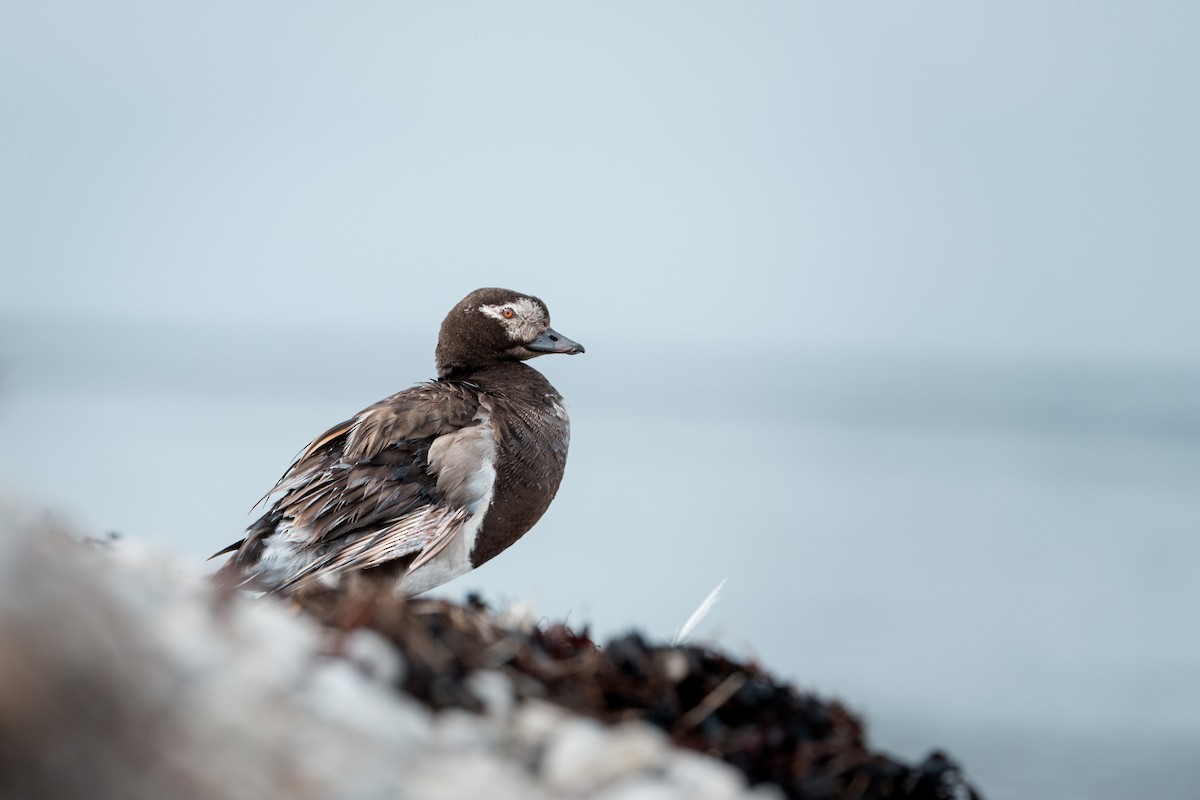Long-tailed Duck - ML646120752