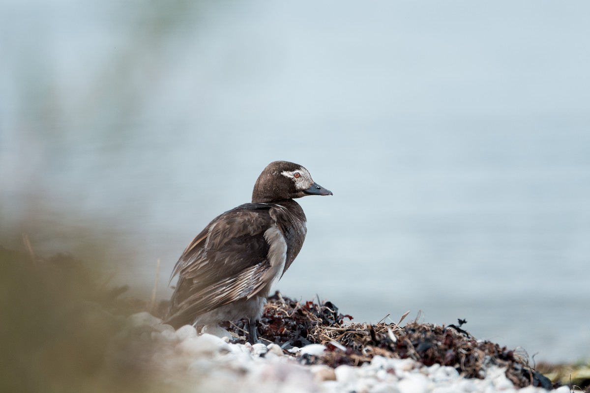 Long-tailed Duck - ML646120753