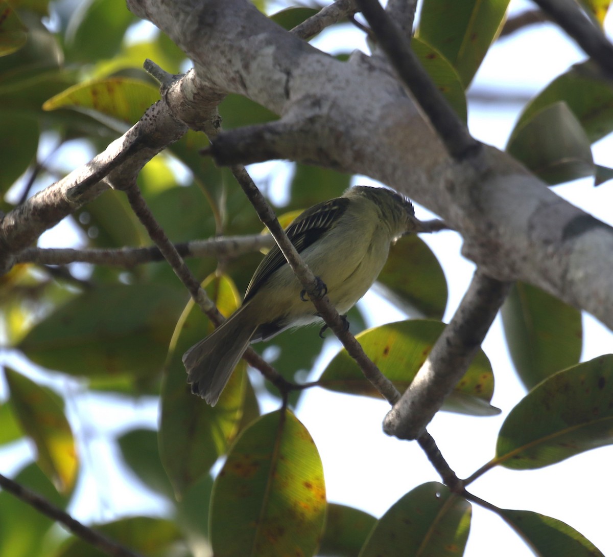 Yellow-margined Flatbill (obscuriceps) - ML646120759