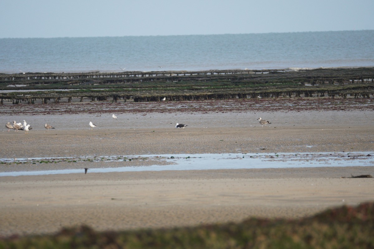 racek mořský - ML646120760