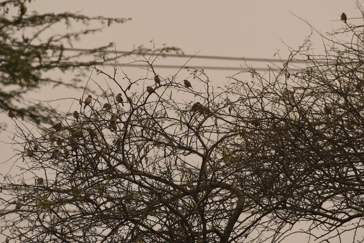 Yellow-throated Sparrow - ML646120768