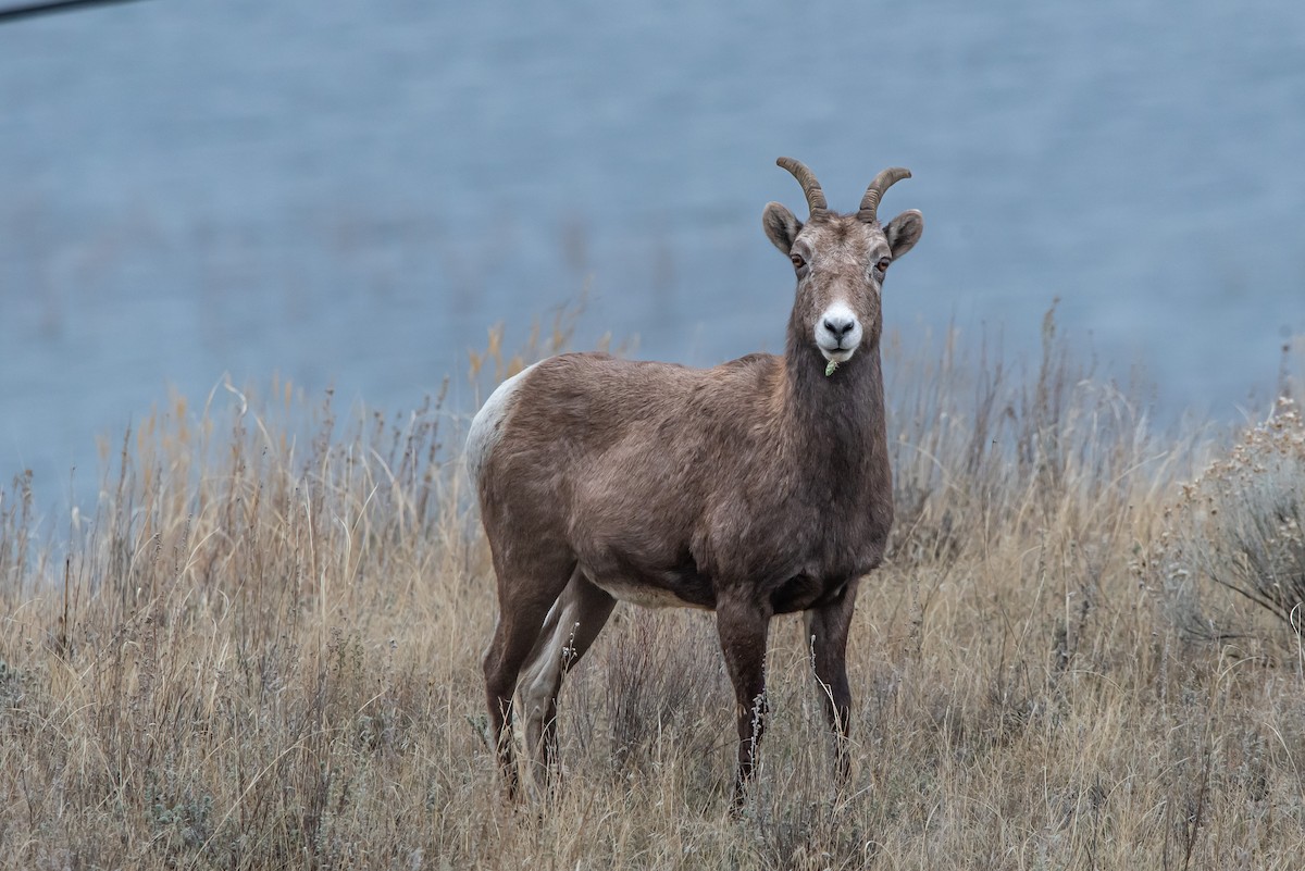 Bighorn Sheep - ML646120770