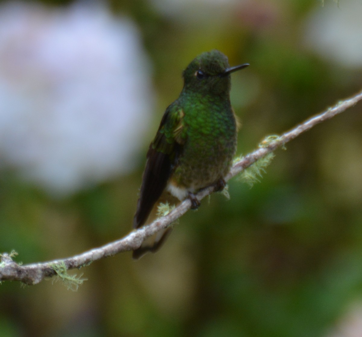 Buff-tailed Coronet - ML646120776