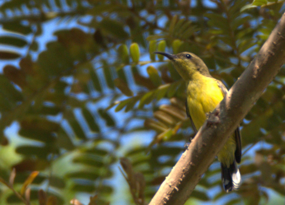 strdimil zdobený - ML646120777