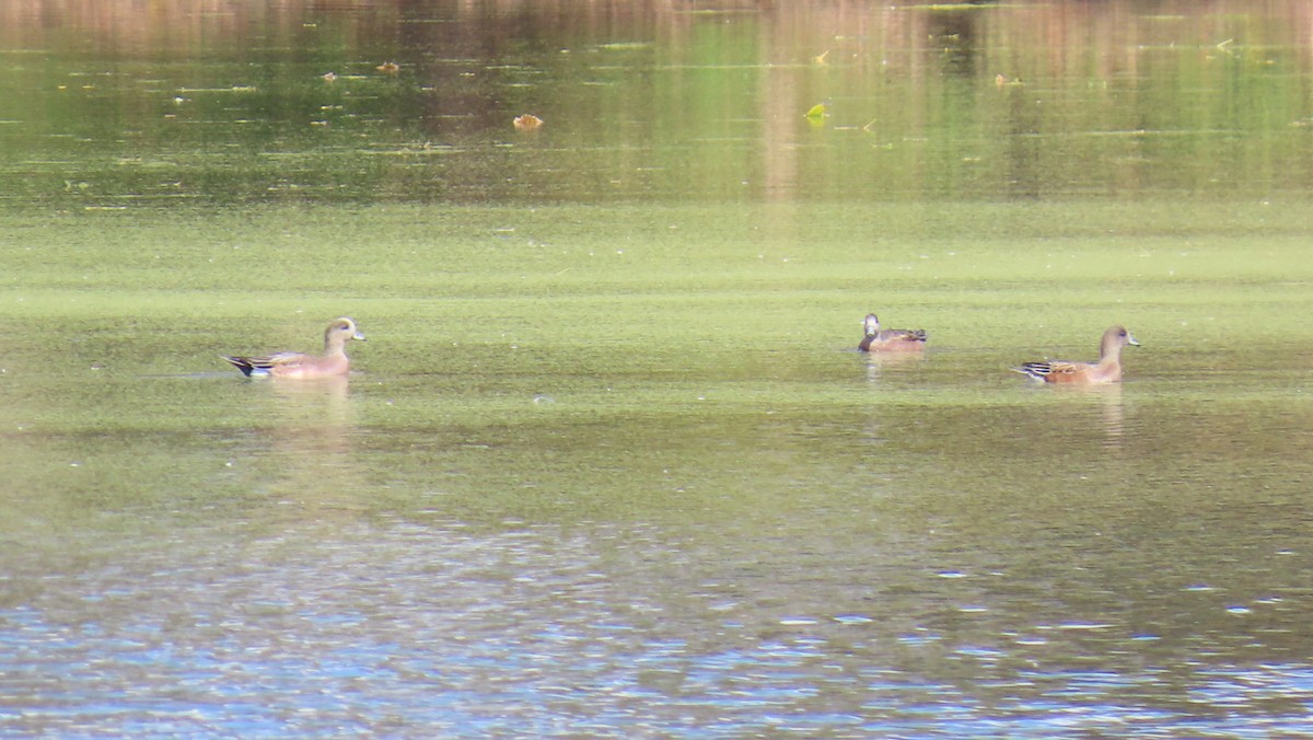 American Wigeon - ML646120778