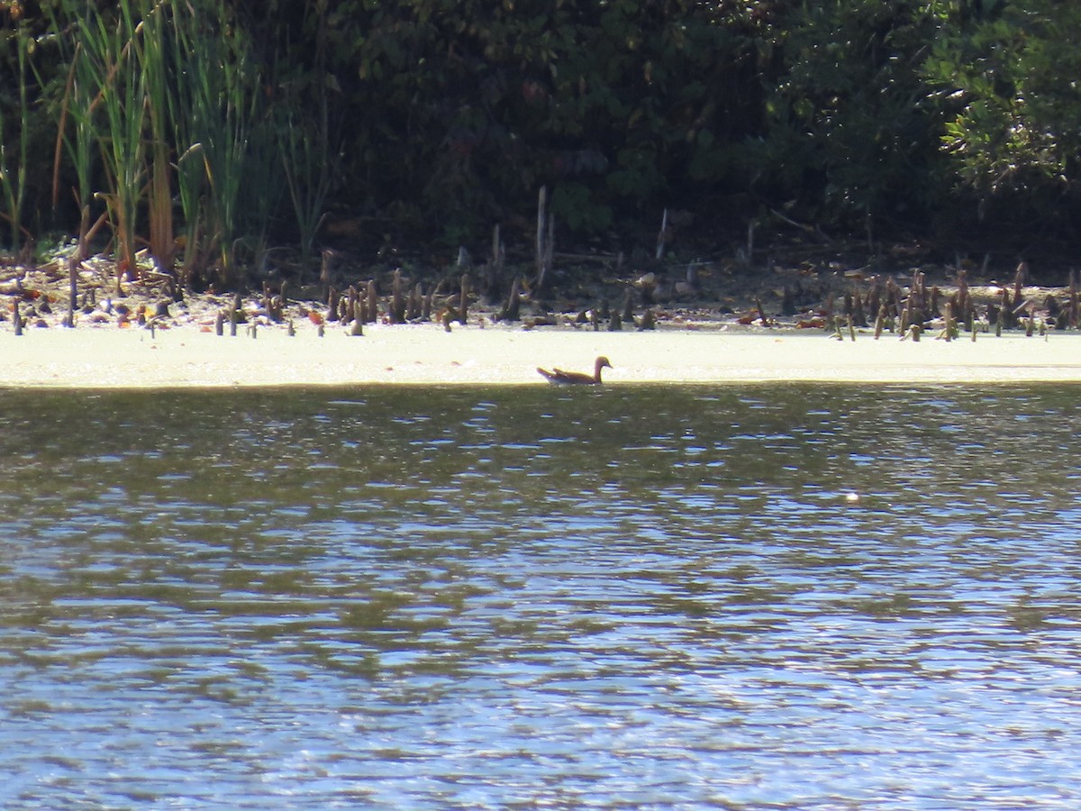 Northern Pintail - ML646120790