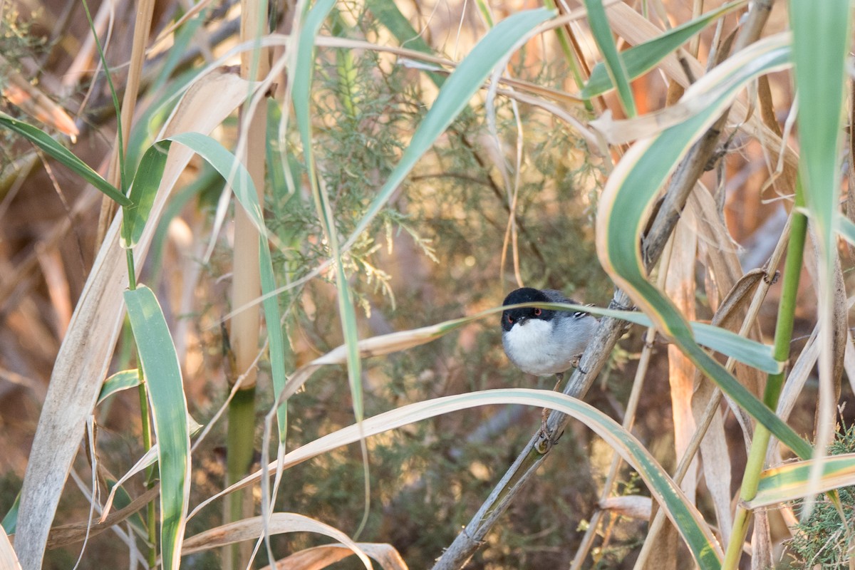 Sardinian Warbler - ML646120792