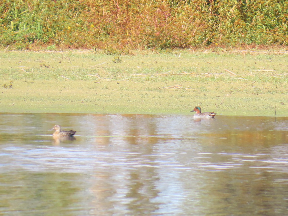 Green-winged Teal - ML646120793