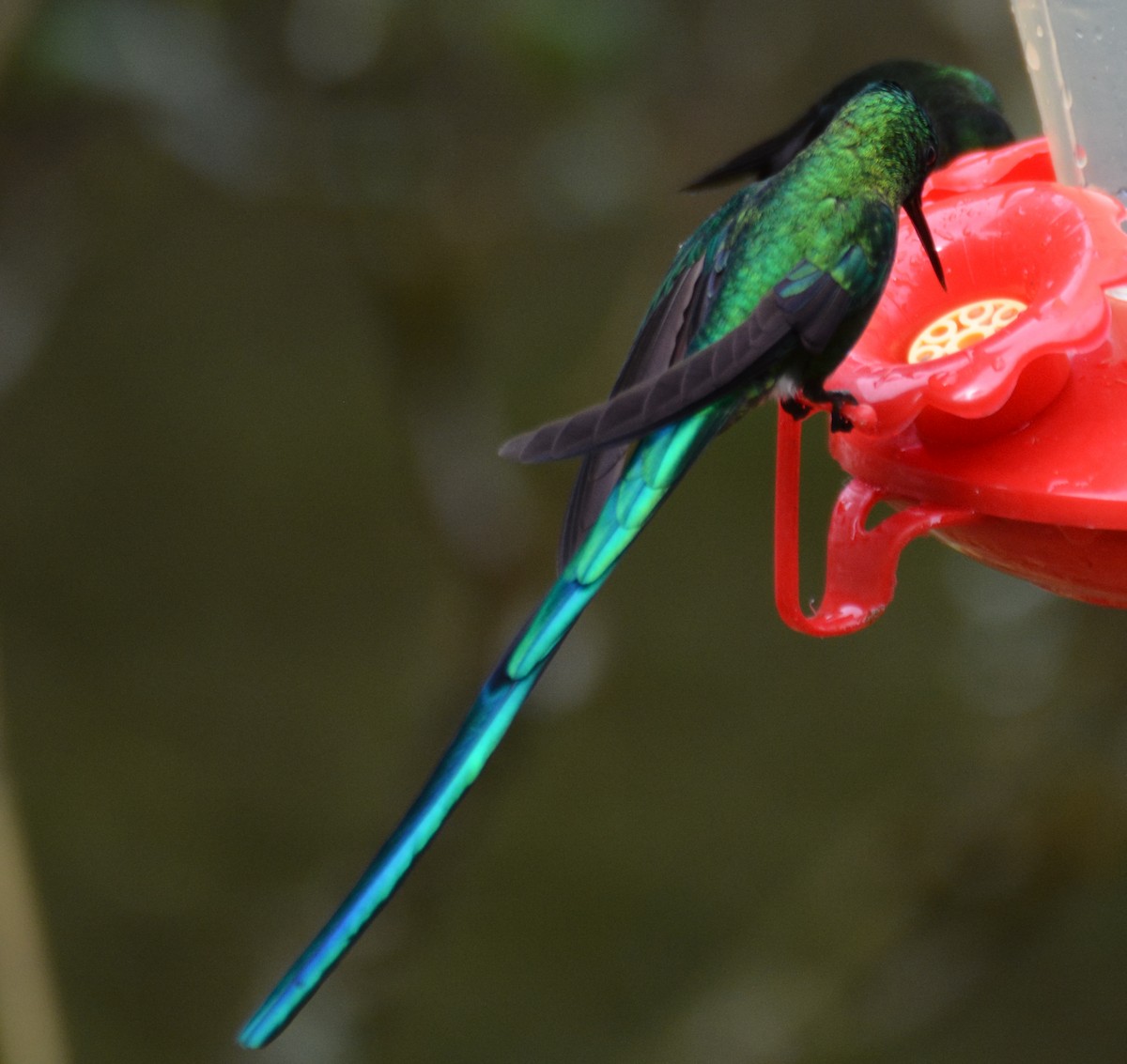Long-tailed Sylph - ML646120800