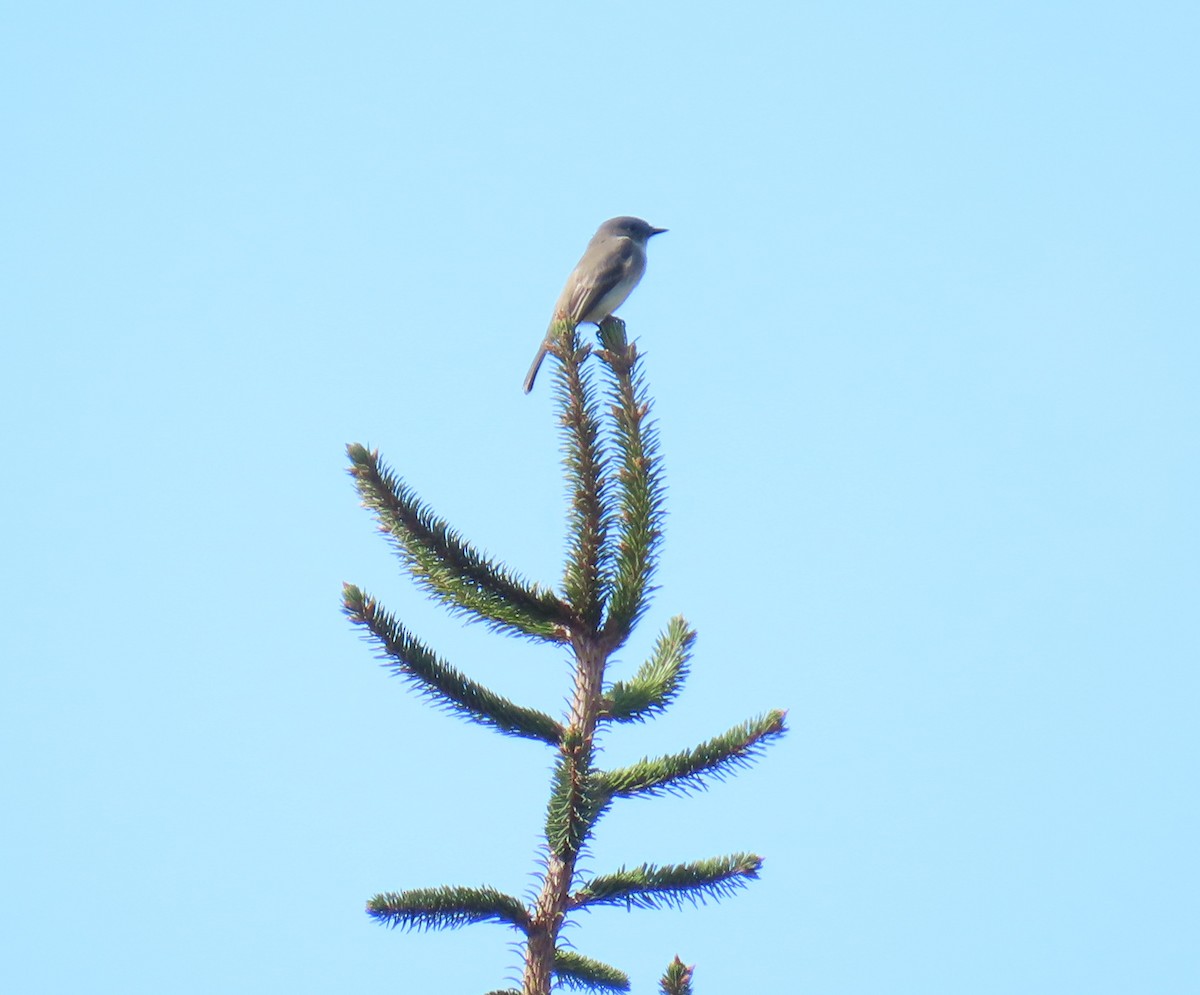 Eastern Phoebe - ML646120801