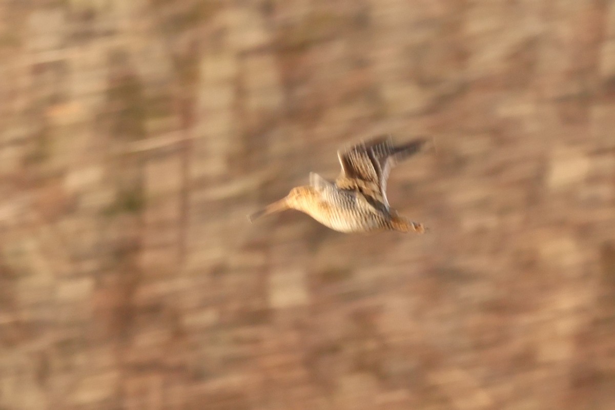 Wilson's Snipe - ML646120809