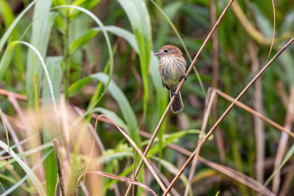 Bran-colored Flycatcher - ML646120818