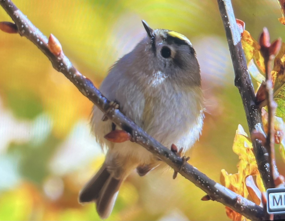 Roitelet huppé - ML646120819