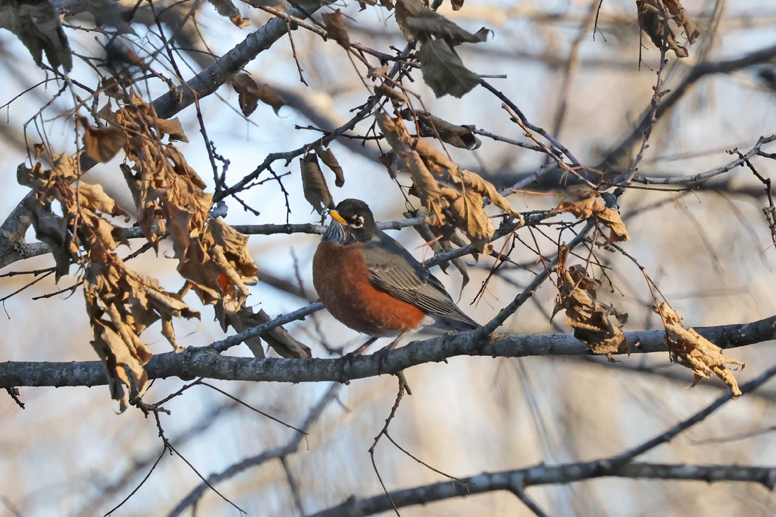 American Robin - ML646120822