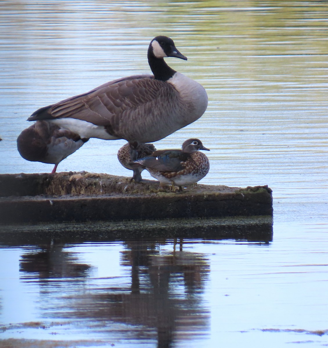 Canard branchu - ML646120824
